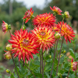 Collectie Bloemblaadjes van Passie