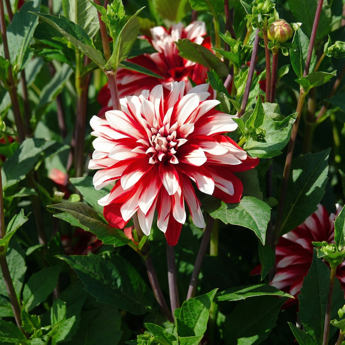 Collectie Bloemblaadjes van Passie