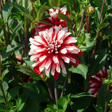 Collectie Bloemblaadjes van Passie