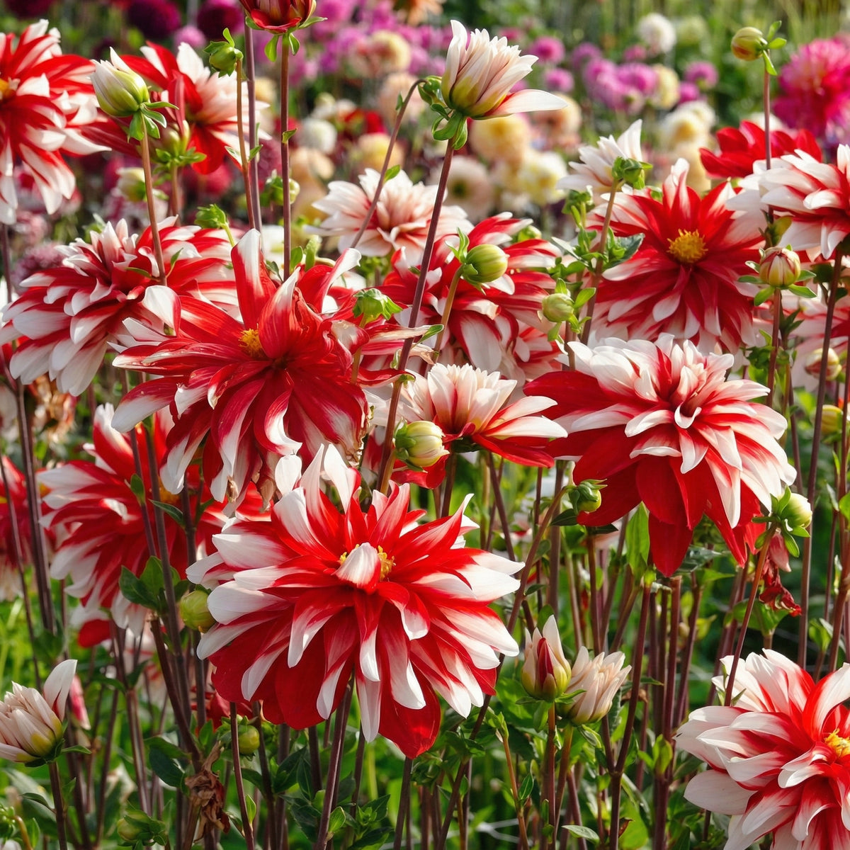 Collectie Bloemblaadjes van Passie