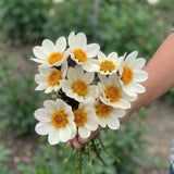 Collectie Velvet Hearts