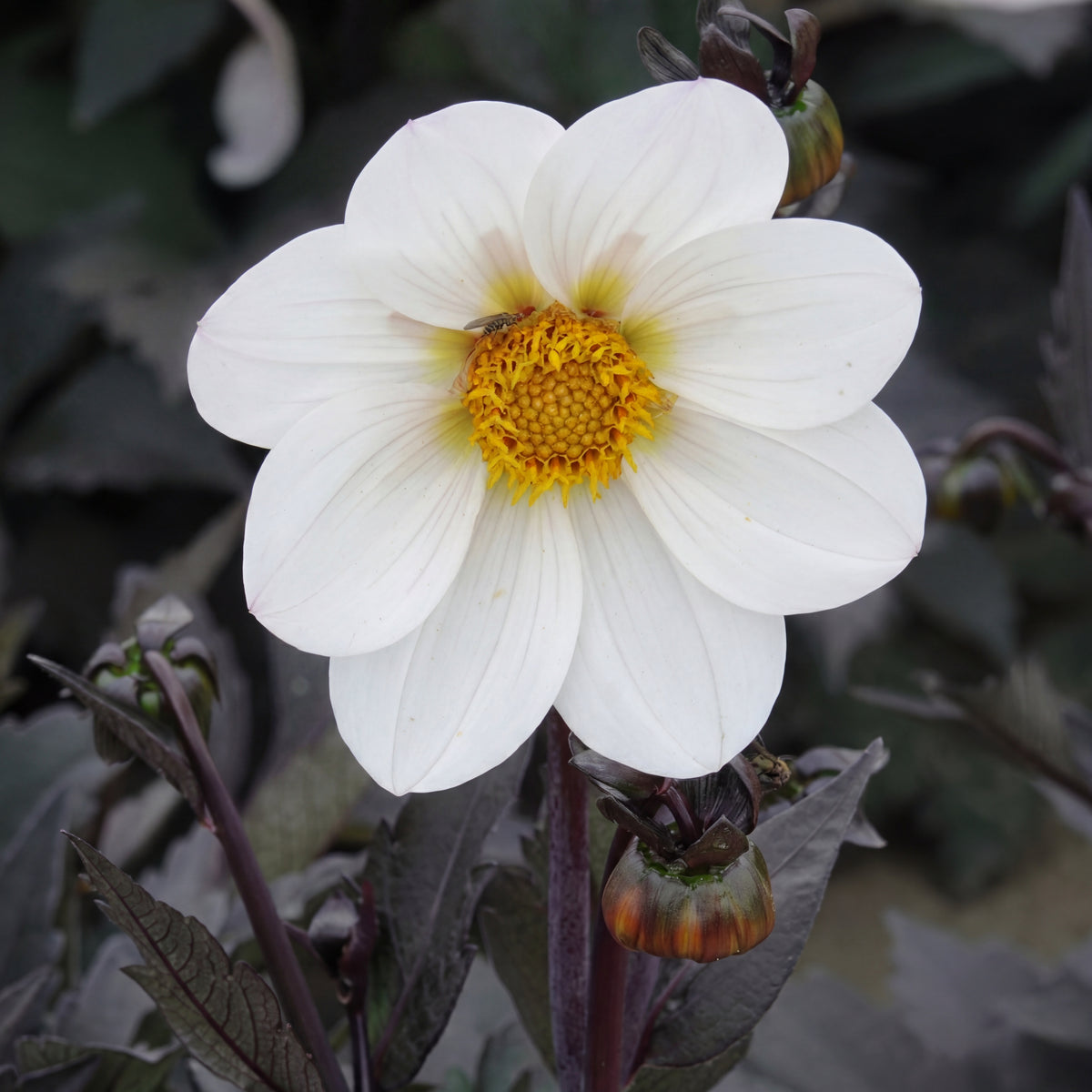 Collectie fluwelen harten