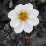 Collectie fluwelen harten