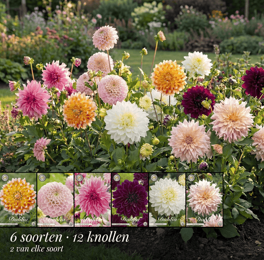 Dahlia Zomertuin Collectie