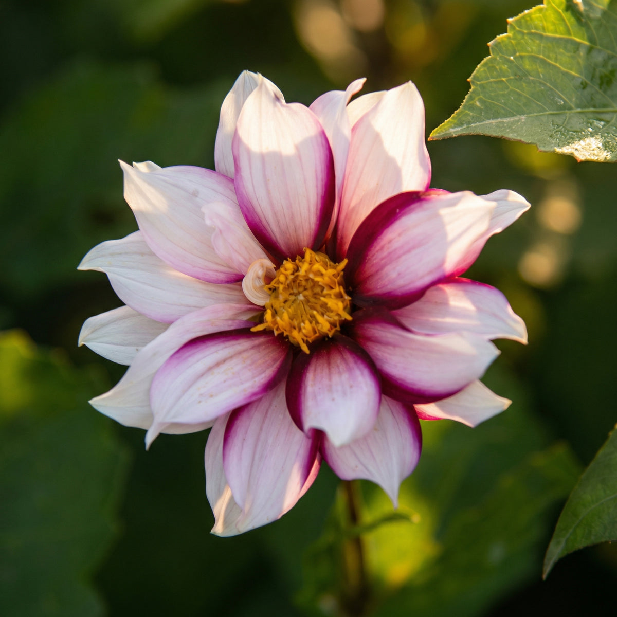 Unieke Harten Collectie