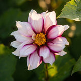 Unieke Harten Collectie