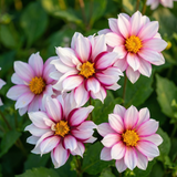 Unieke Harten Collectie