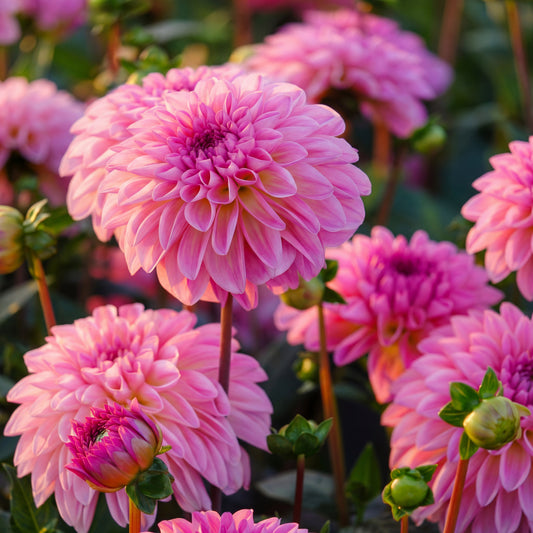 Dahlia Esli