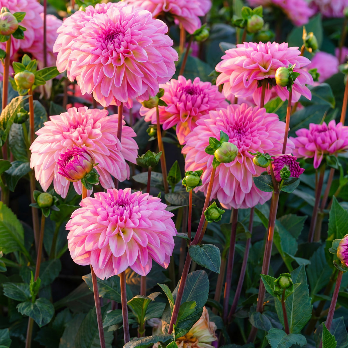 Collectie Roze Harten