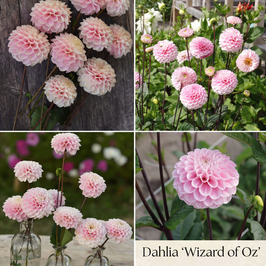 Dahlia Zomertuin Collectie
