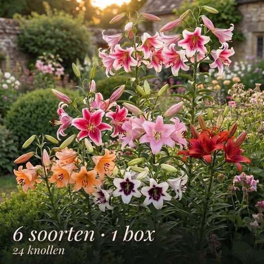 Lelies Zomertuin Collectie 