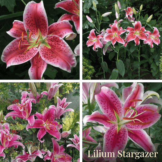 Lelies Zomertuin Collectie 