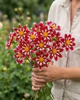 Dahlia Honka Red Windmill
