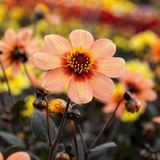 Collectie Bloemblaadjes van Passie