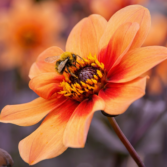 Dahlia HS First Love