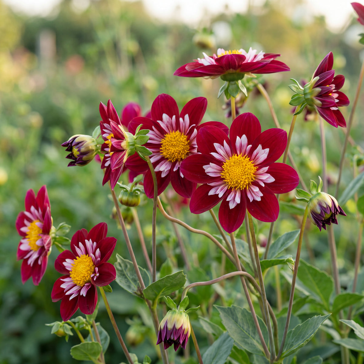 Collectie Bloemblaadjes van Passie
