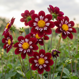 Collectie Bloemblaadjes van Passie