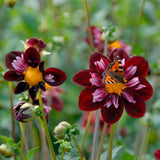 Collectie Bloemblaadjes van Passie