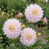 Collectie Roze Harten