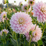 Collectie Roze Harten