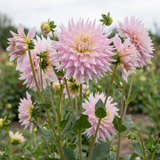 Collectie Klassieke Romantiek