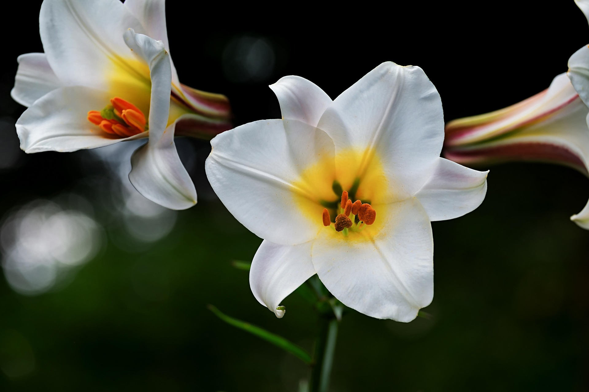 lily.png__PID:3d05faed-b6a4-4dff-86aa-32943139510d