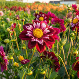 Unieke Harten Collectie