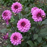 Collectie Roze Harten