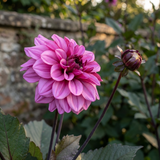 Collectie Roze Harten