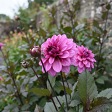 Dahlia Melissa Anne Marijke