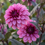 Collectie Roze Harten