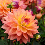 Dahlia Melody Dora