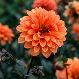 Dahlia Melody Dora
