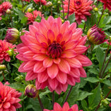 Collectie Roze Harten