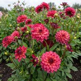 Collectie Roze Harten