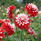 Collectie Bloemblaadjes van Passie