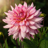 Unieke Harten Collectie