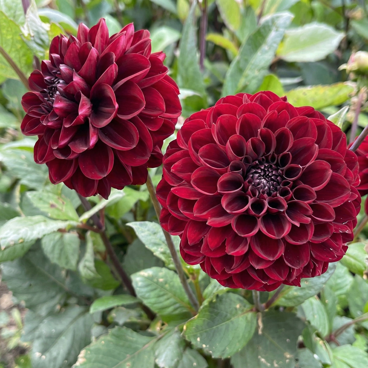 Collectie Velvet Hearts