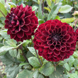 Collectie Velvet Hearts