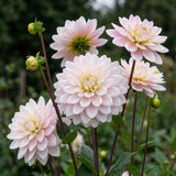 Collectie Roze Harten