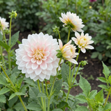 Collectie Witte Tuindromen