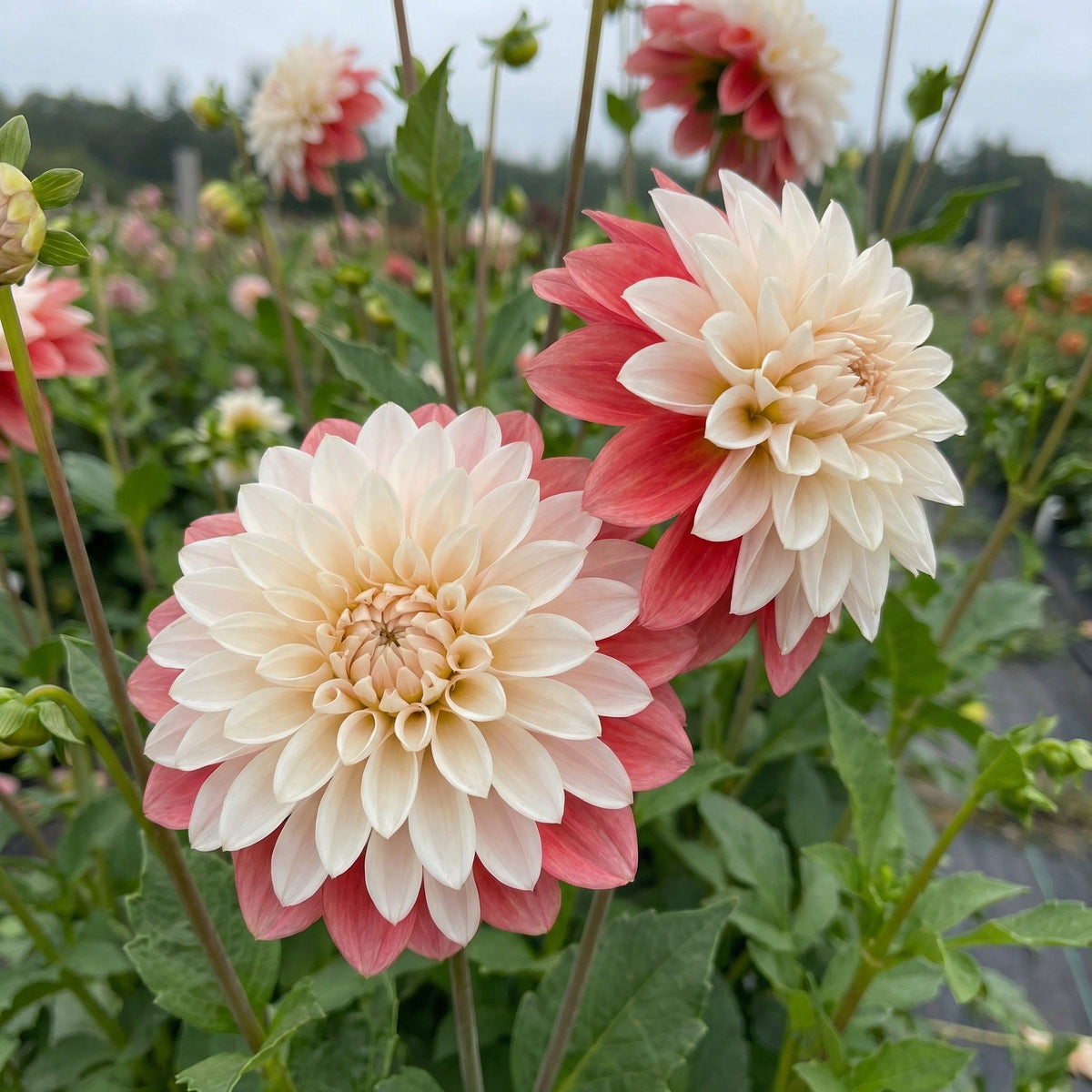 Dahlia Tangerine Sorbet