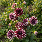 Unieke Harten Collectie