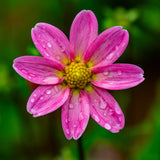 Unieke Harten Collectie