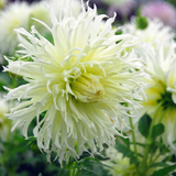 Collectie Witte Tuindromen