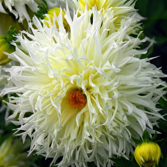 Collectie Witte Tuindromen