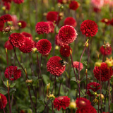 Collectie Velvet Hearts