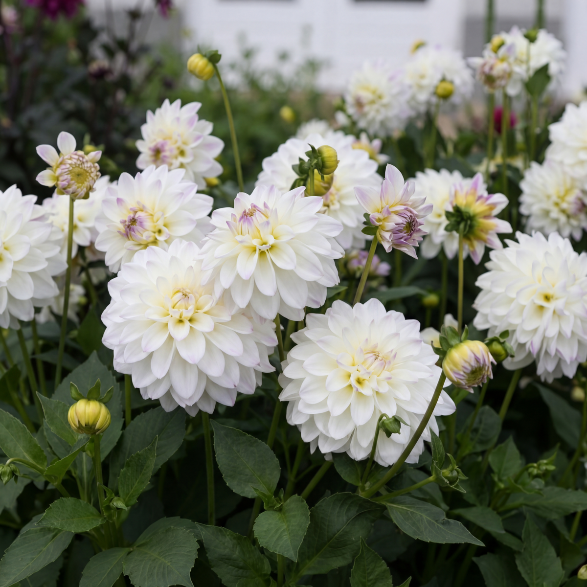 Collectie Witte Tuindromen