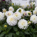 Collectie Witte Tuindromen